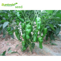 Suntoday vegetable green pepper hybrid chilli capsium seeds